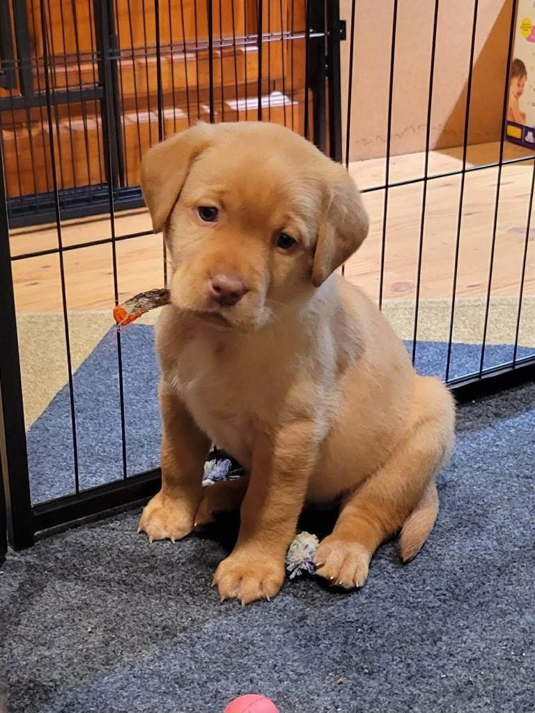 Chilbrook Smart Strike – yellow Labrador Retriever puppy.