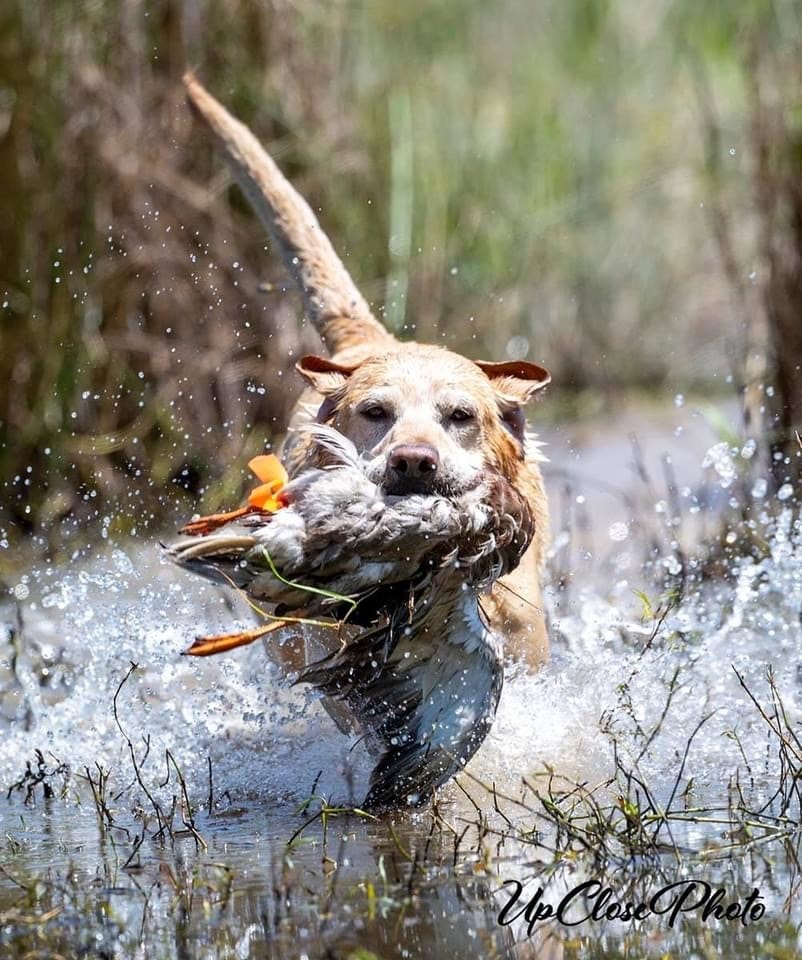 Coupe powering through water on a retrieve