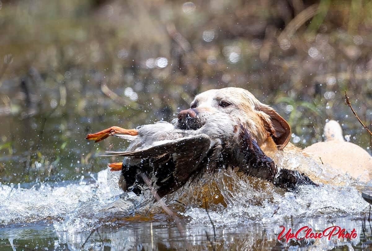 Coupe swimming during a water retrieve