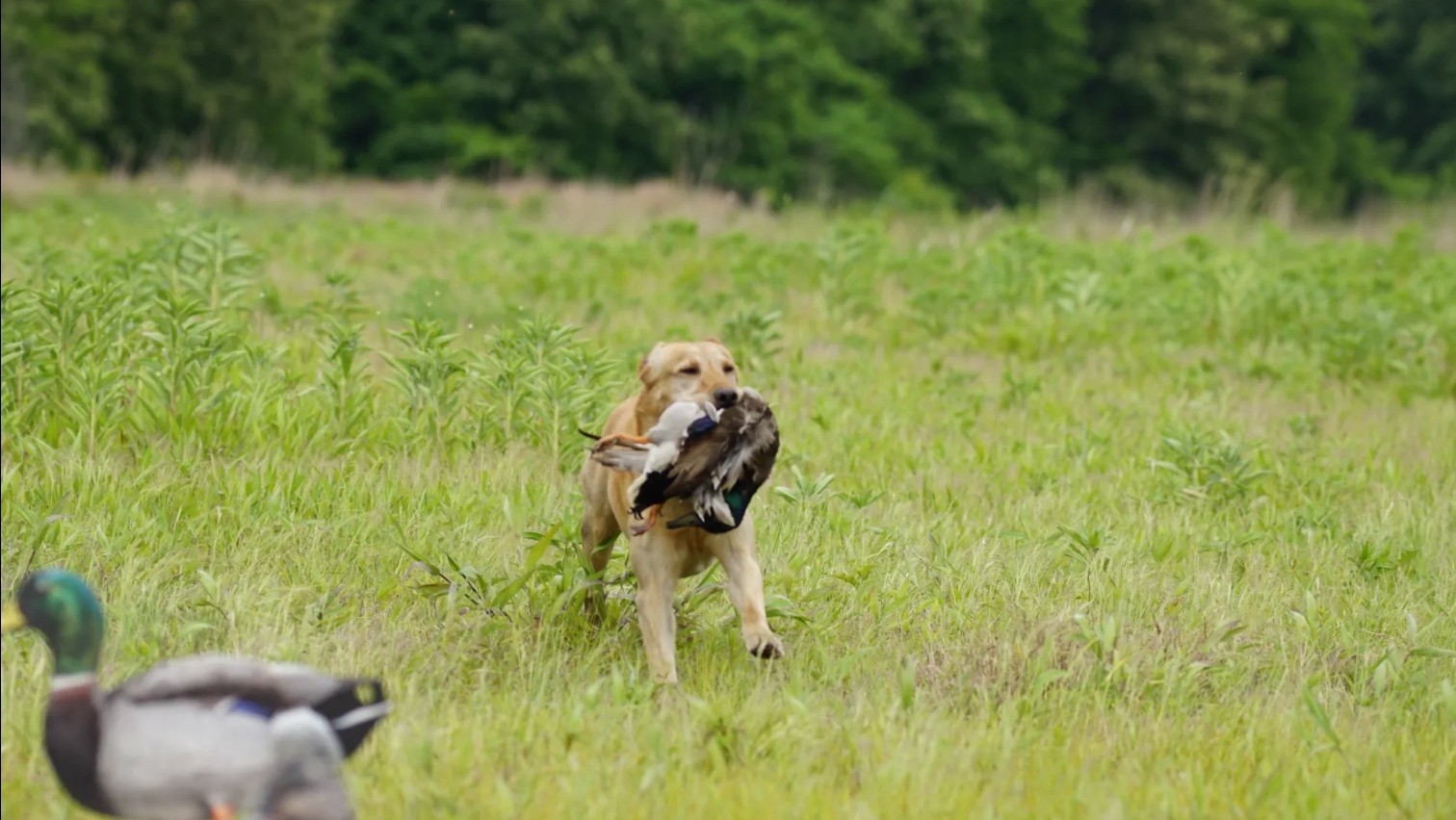 Judge retrieving at the 2026 Spring Grand